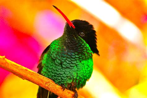 Red-billed Streamertail - Jamaica's National Bird - The Doctor Bird - a photo on Flickriver