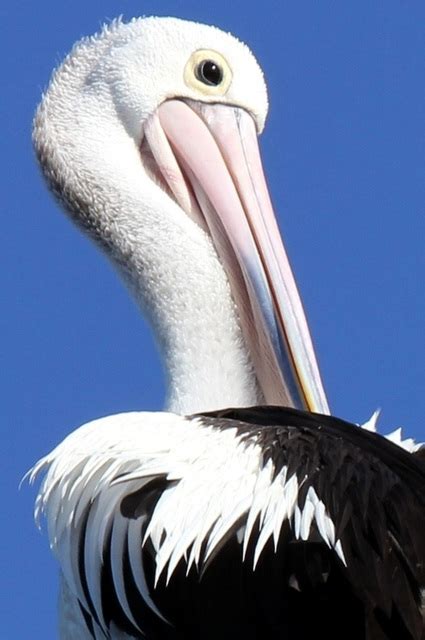 ipernity: Pelican feathers - by Gillian Everett