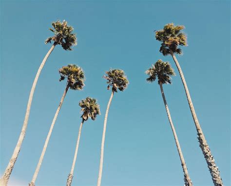 California Palm Trees Wallpapers - Top Free California Palm Trees ...