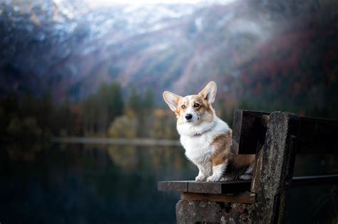 Download Dog Animal Corgi 4k Ultra HD Wallpaper