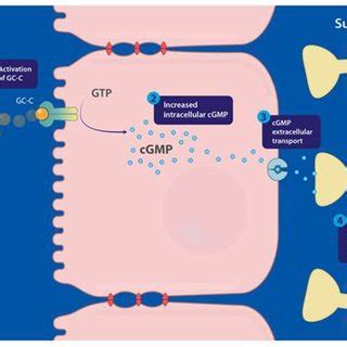 (PDF) Guanylate cyclase-C/cGMP: An emerging pathway in the regulation ...