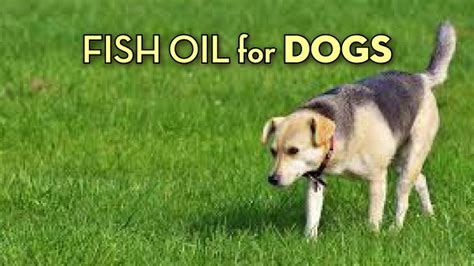 The Best Fish Oil For Dogs (5 Highly Effective Products) | Herepup