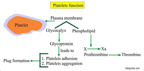 Complete blood count (CBC) – Part 1 – Differential count (CBC With Platelets), Peripheral blood ...