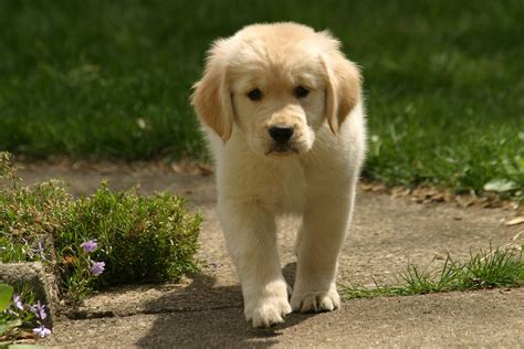 10 Things You Need to Know About the Miniature Golden Retriever