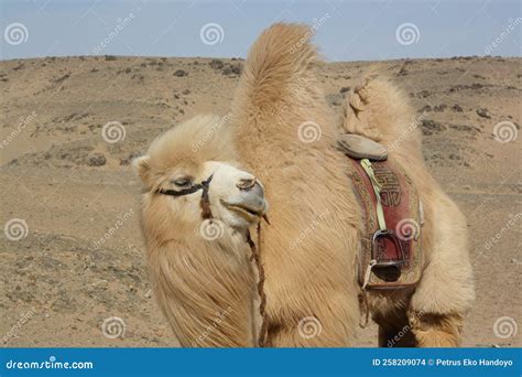 Mongolian Bactrian Camel in the Desolate Desert, Umnugovi, Mongolia ...