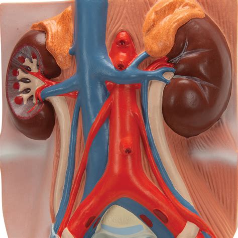 Anatomical Teaching Model - Plastic Anatomy Models - Renal System Models - Urinary System Model