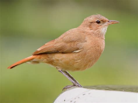 What Is The National Animal of Argentina? | WhatsAnswer