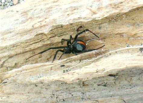 Spiders of New Zealand - Alchetron, The Free Social Encyclopedia