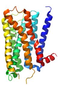 Muscarinic acetylcholine receptor - Wikipedia