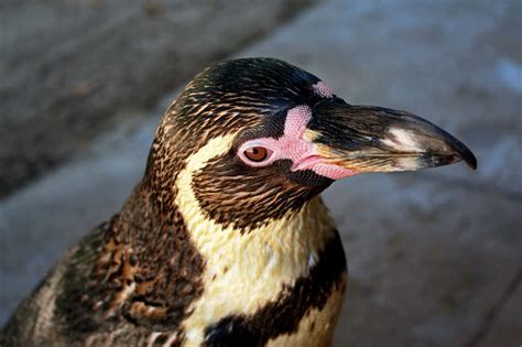 Meet the Penguins at London Zoo | Blushrougette