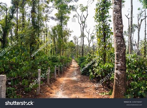 1,537 Coffee Plantation India Images, Stock Photos & Vectors | Shutterstock