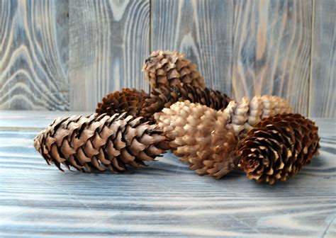 FIR CONES Pine Cones Natural Spruce Cone Large Pine Cones Natural Big ...