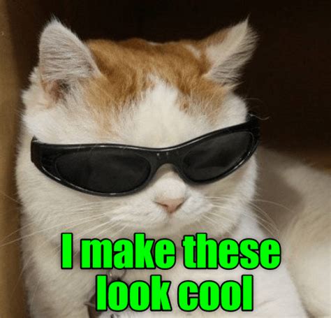 Lolcats - cool - LOL at Funny Cat Memes - Funny cat pictures with words on them - lol | cat ...