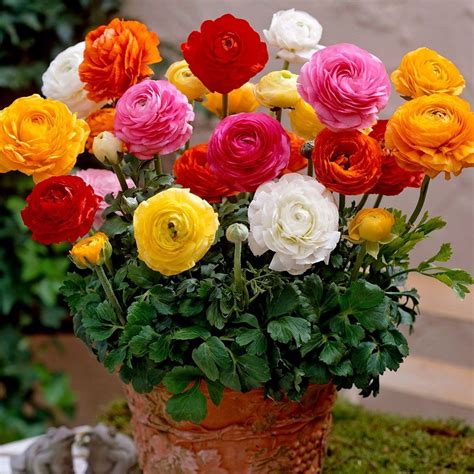 How to Grow Most Showy Hybrids Ranunculus - Charismatic Planet | Flower pots, Flower seeds ...