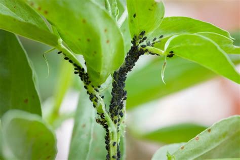 How to Kill Aphids on Plants: 8 Tips & Tricks | House Grail