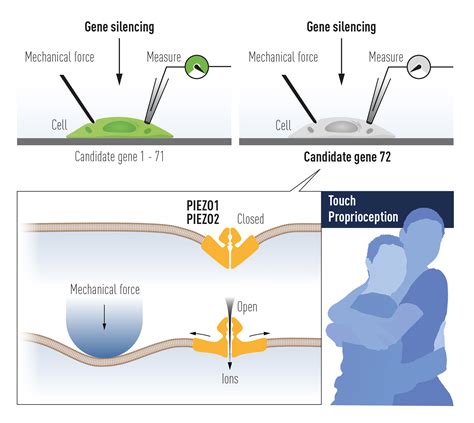 Ardem Patapoutian y David Julius, galardonados con el Premio Nobel de Medicina o Fisiología 2021 ...