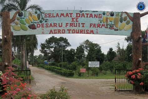 Taxi Singapore To Desaru Fruit Farm | (List To Do In Desaru Fruit Farm)