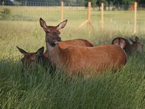 Hillside Animal Sanctuary | Visit Norfolk