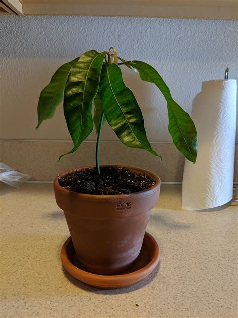 My little mango tree is actually growing! How do I know when it needs to be repotted? : r/gardening