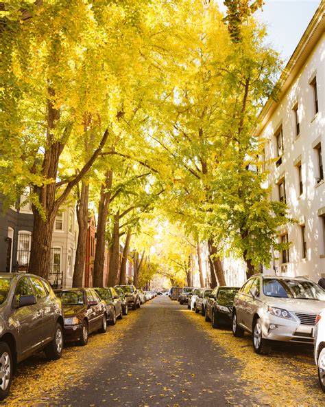 Best Places to See Fall Foliage in Washington DC (Photo Guide)