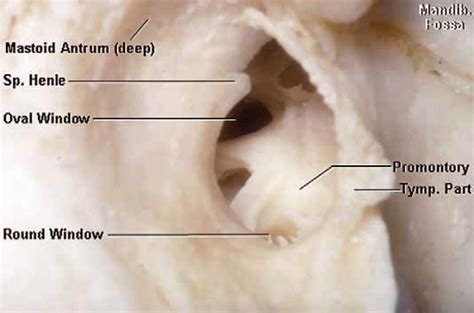 Enlarged View of the Right External Acoustic Meatus | Neuroanatomy | The Neurosurgical Atlas