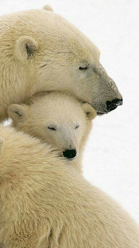 Adorable Baby Polar Bears Cuddling in the Snow