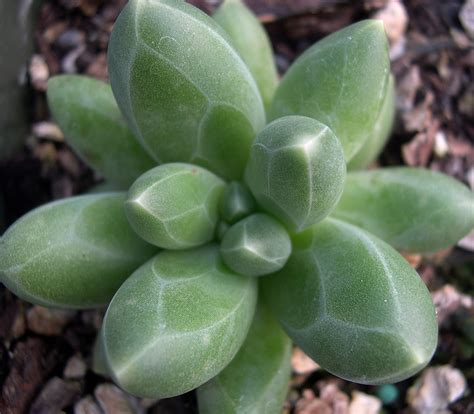 Little Jewel Desert Rose Succulent Plant - Pachyphytum compactum - 2.5" Pot - Walmart.com