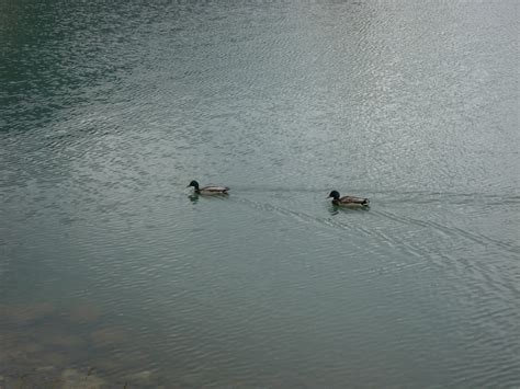 Wallpaper : animals, sea, lake, reflection, duck, wing, waterfowl ...