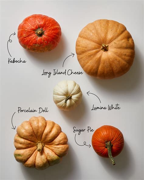 Pie Pumpkins Varieties