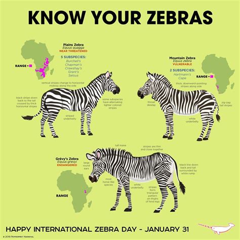 Pin by Meredith Seidl on Animal Facts | Zebras, Animals information, Endangered animals