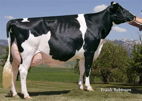 Dairy Farming: Holstein Friesian Cow Pictures