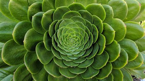 Why Natural Settings are so Good for Humans; patterns and fractals - Calm at Work