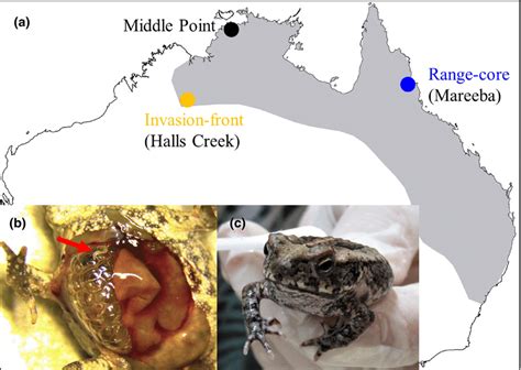 Map (a) showing the collection locations for cane toads (Rhinella ...