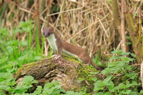 Is it possible to have a stoat as a pet?