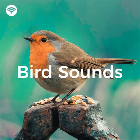 ‎Bird Sounds (Relaxing Nature Noises) by S. Key, Scandinavian Birds ...