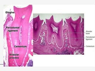 Periodontal Ligament Histology