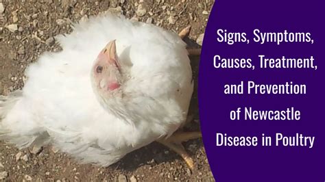 Newcastle Disease in Poultry: Signs, Symptoms, Causes, Treatment, Prevention