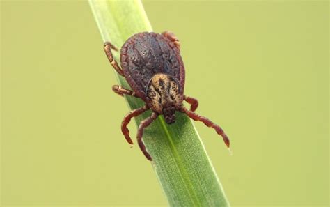 New Cause for Lyme Disease Complicates Already Murky Diagnosis - Scientific American