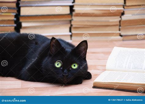 Black Cat Lies on the Floor Next To an Open Book. Books in the ...