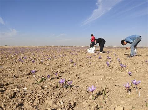 Saffron harvesting the most efficient methods – Artofit