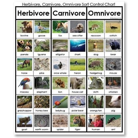 Chordata Sorting Cards for Fish, Amphibian, Reptile, Bird, or Mammal | Herbivore and carnivore ...