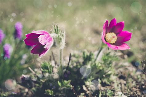 Anemones Flower Blossoms - Free photo on Pixabay - Pixabay