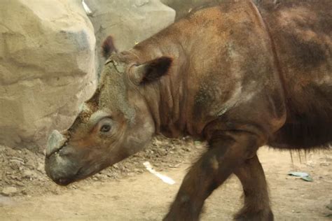 Sumatran Rhino: Why Is It Endangered?