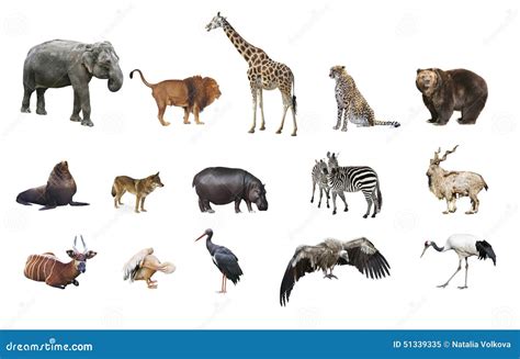 A collage of wild animals stock image. Image of background - 51339335