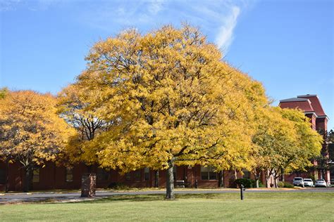 Shademaster Honeylocust (Gleditsia triacanthos 'Shademaster') in Richmond Fairfax Loudoun Prince ...