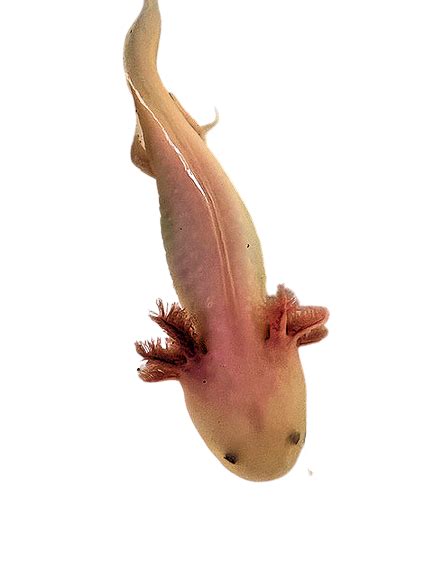 Albino Axolotl