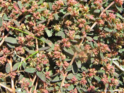 Prostrate Spurge | Purdue University Turfgrass Science at Purdue University