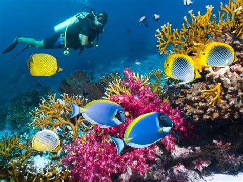 You Haven't Been Diving Until You've Snorkeled in Belize