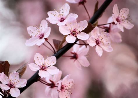 Beautiful Cherry Blossom ♡ - Cherry Blossom Photo (35246756) - Fanpop