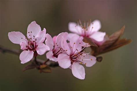 1600x1200 wallpaper | pink apple blossom | Peakpx